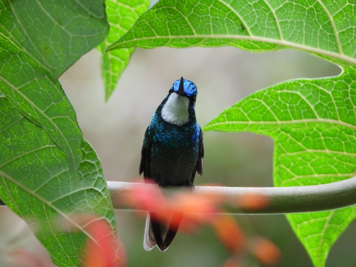 Vida silvestre Costa Rica